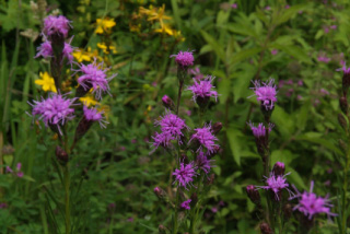 Liatris cylindraceaLampenpoetser bestellen